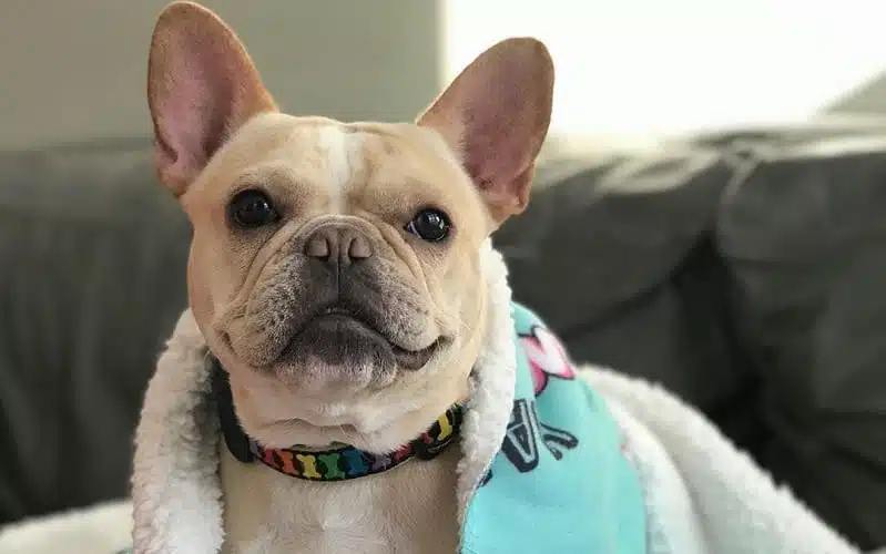 WHAT DOES A HEALTHY FRENCH BULLDOG EAT?