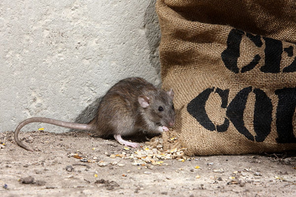 How To Get Rid Of Rats In The Home