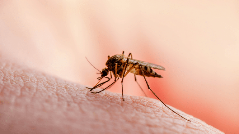 Unusual, yet highly-effective, home methods to prevent mosquito bites