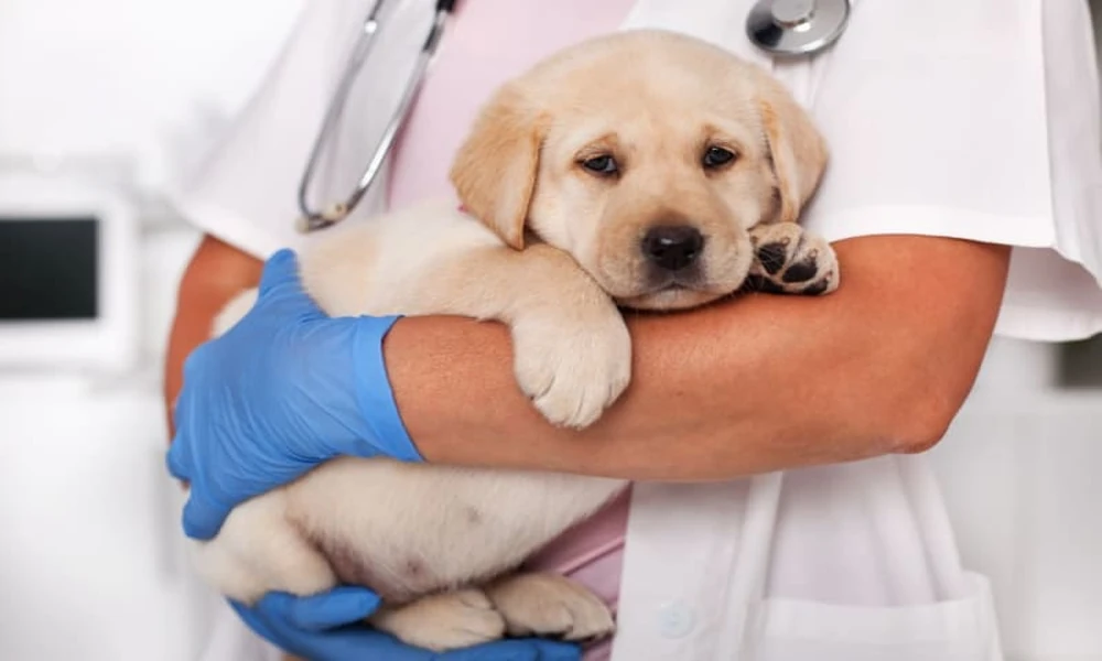 How Animal Hospitals Care For Puppies Hospitalized With Parvovirus