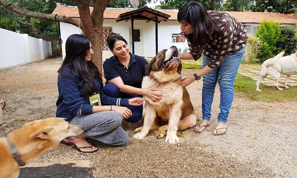 5 Reasons Pet Owners Trust Animal Hospitals For Critical Care